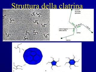 Struttura della clatrina
 