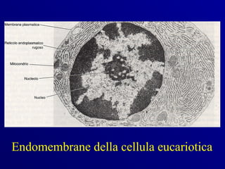 Endomembrane della cellula eucariotica
 
