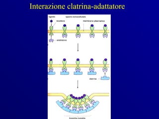 Interazione clatrina-adattatore
 
