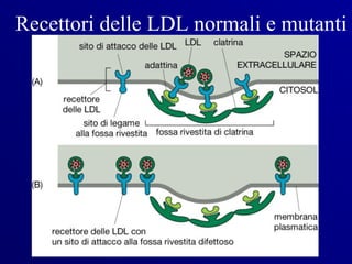 Recettori delle LDL normali e mutanti
 