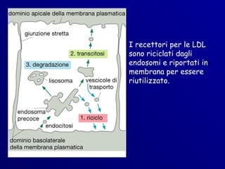 I recettori per le LDL
sono riciclati dagli
endosomi e riportati in
membrana per essere
riutilizzato.
 