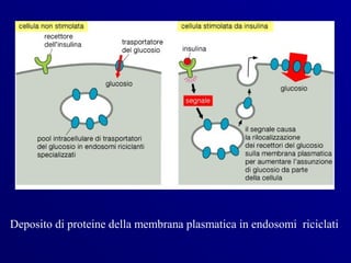 Deposito di proteine della membrana plasmatica in endosomi riciclati
 