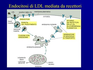 Endocitosi di LDL mediata da recettori
 