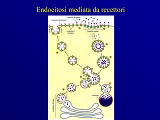 Endocitosi mediata da recettori
 