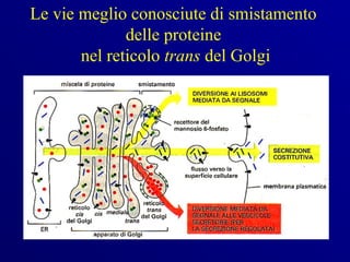Le vie meglio conosciute di smistamento
              delle proteine
       nel reticolo trans del Golgi
 