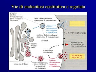 Vie di endocitosi costitutiva e regolata
 