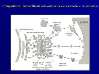 Compartimenti intracellulari coinvolti nella vie secretorie e endocitotica
 