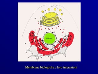 Membrane biologiche e loro interazioni
 
