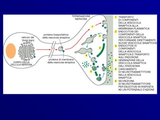 Reticolo golgi secrezione 2012