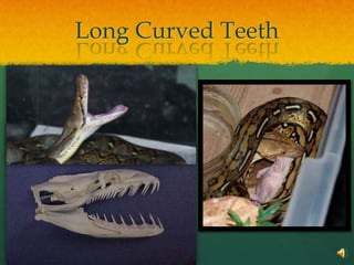 Long Curved Teeth