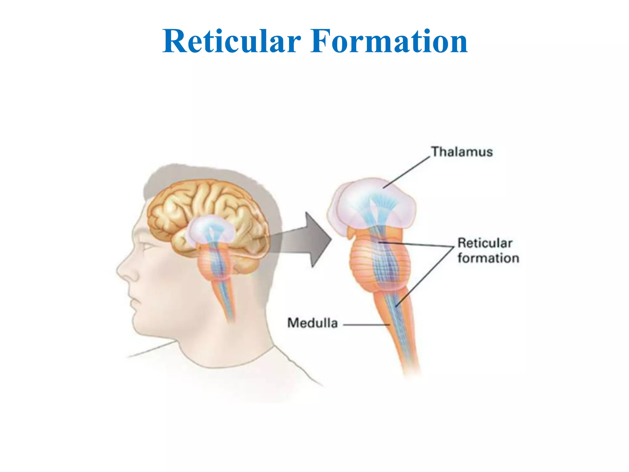 Reticular activating system | PPTX