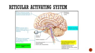 Comprehensive Overview of the Reticular Activating System and Sleep ...