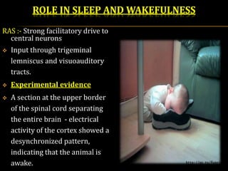 Reticular formation | PPTX
