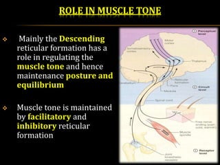 ROLE IN MUSCLE TONE
 Mainly the Descending
reticular formation has a
role in regulating the
muscle tone and hence
maintenance posture and
equilibrium
 Muscle tone is maintained
by facilitatory and
inhibitory reticular
formation
 