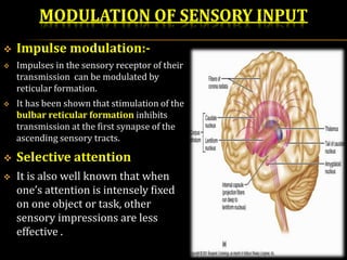 MODULATION OF SENSORY INPUT
 Impulse modulation:-
 Impulses in the sensory receptor of their
transmission can be modulated by
reticular formation.
 It has been shown that stimulation of the
bulbar reticular formation inhibits
transmission at the first synapse of the
ascending sensory tracts.
 Selective attention
 It is also well known that when
one’s attention is intensely fixed
on one object or task, other
sensory impressions are less
effective .
 
