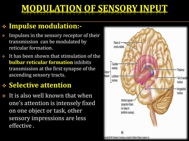 Reticular formation | PPTX
