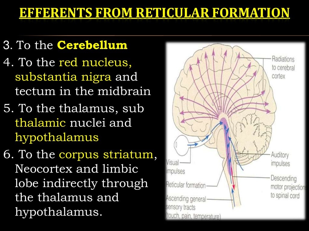 Reticular formation