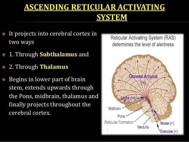 reticular formation function