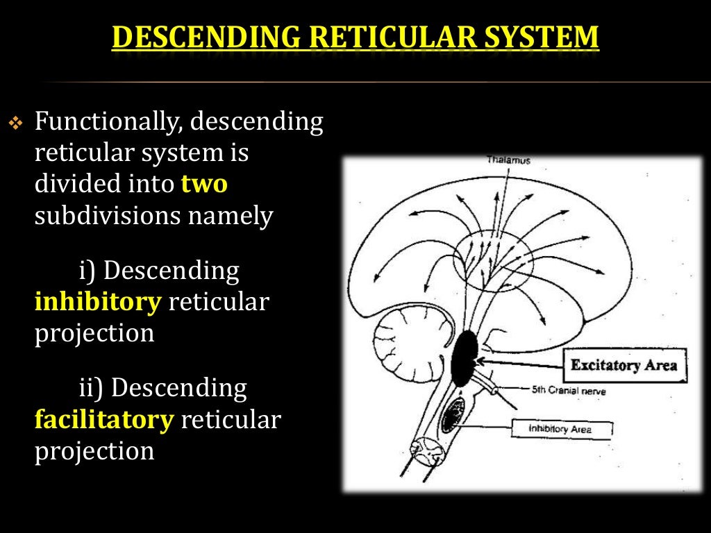 Reticular formation