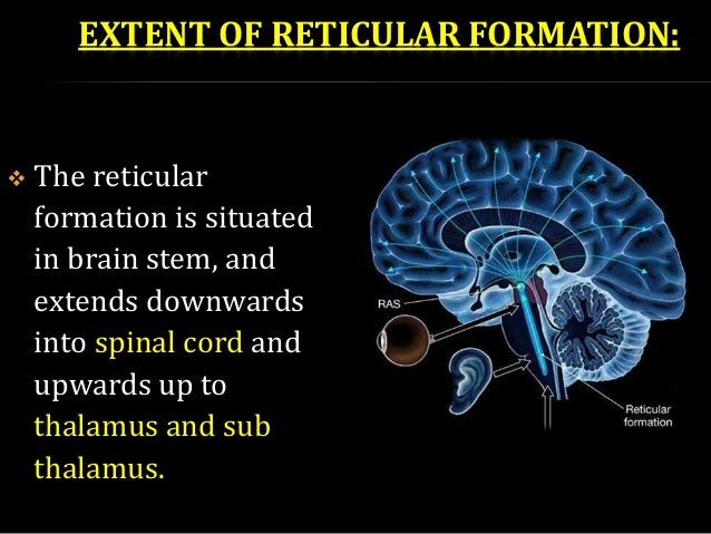 reticular formation function