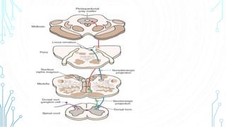 Reticularformation | PPTX