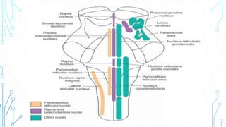 Reticularformation | PPTX