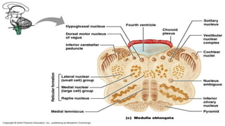 Reticularformation | PPTX
