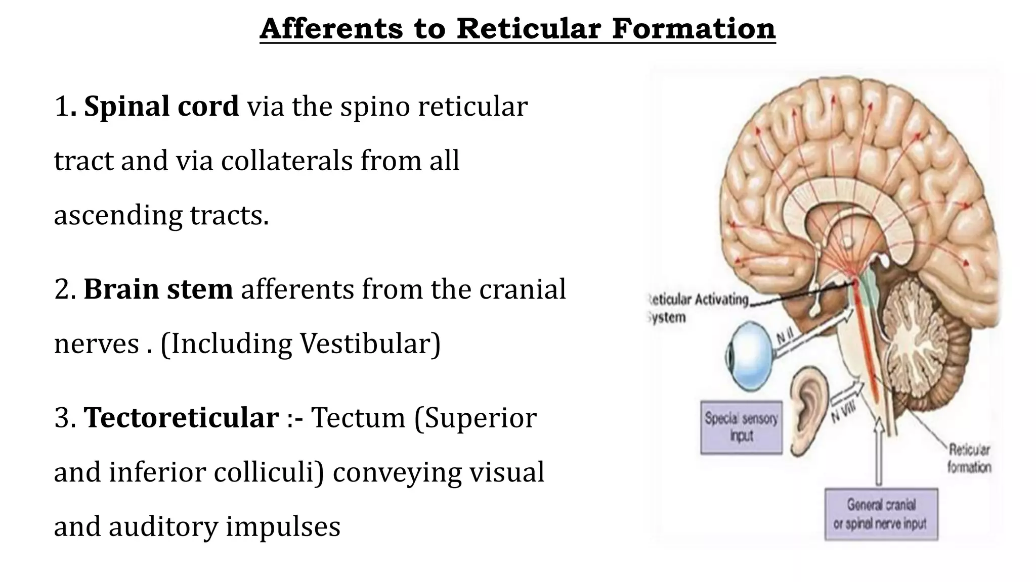 Afferents to Reticular Formation
1. Spinal cord via the spino reticular
tract and via collaterals from all
ascending tracts.
2. Brain stem afferents from the cranial
nerves . (Including Vestibular)
3. Tectoreticular :- Tectum (Superior
and inferior colliculi) conveying visual
and auditory impulses
 