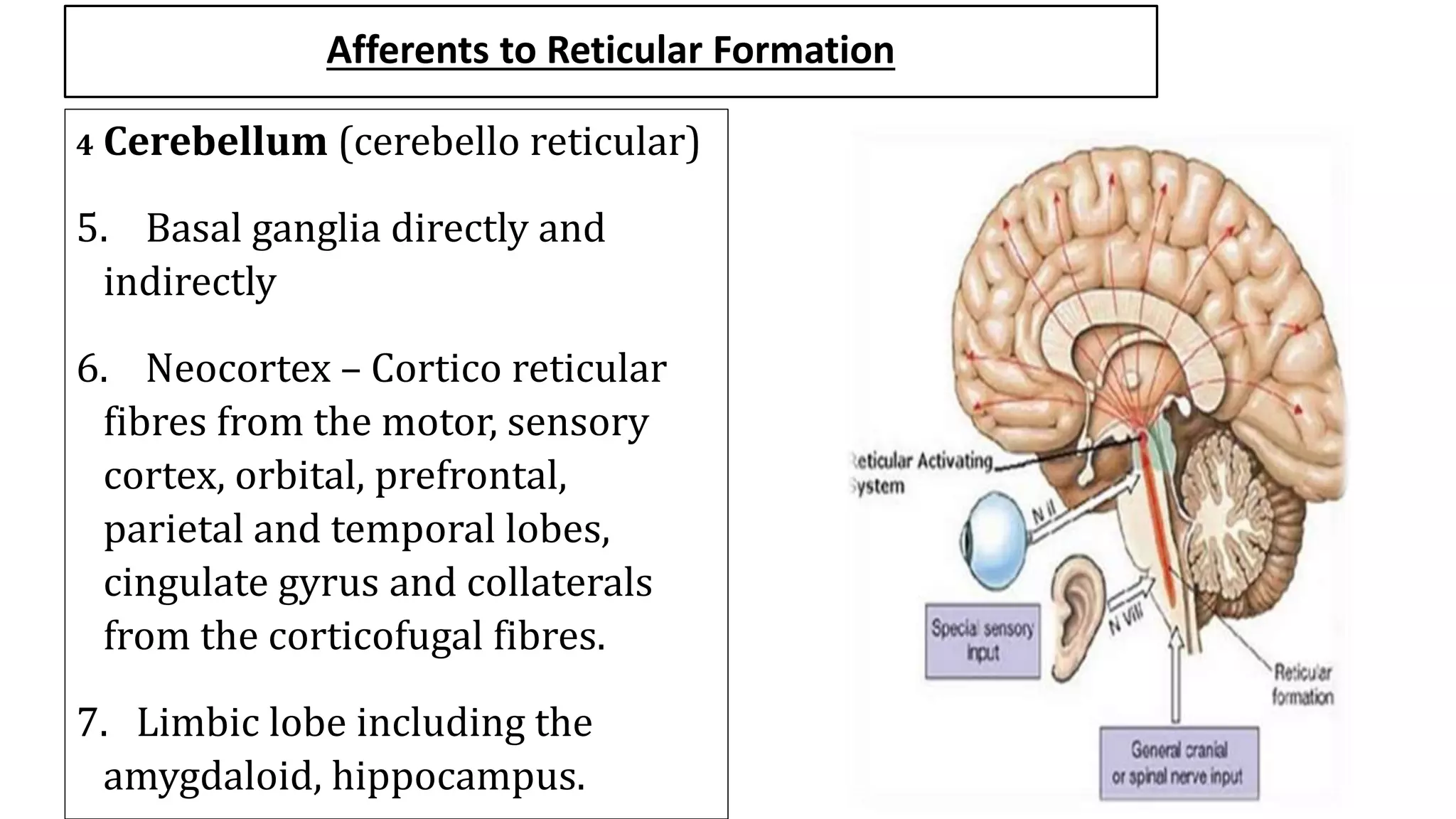 Afferents to Reticular Formation
4 Cerebellum (cerebello reticular)
5. Basal ganglia directly and
indirectly
6. Neocortex – Cortico reticular
fibres from the motor, sensory
cortex, orbital, prefrontal,
parietal and temporal lobes,
cingulate gyrus and collaterals
from the corticofugal fibres.
7. Limbic lobe including the
amygdaloid, hippocampus.
 