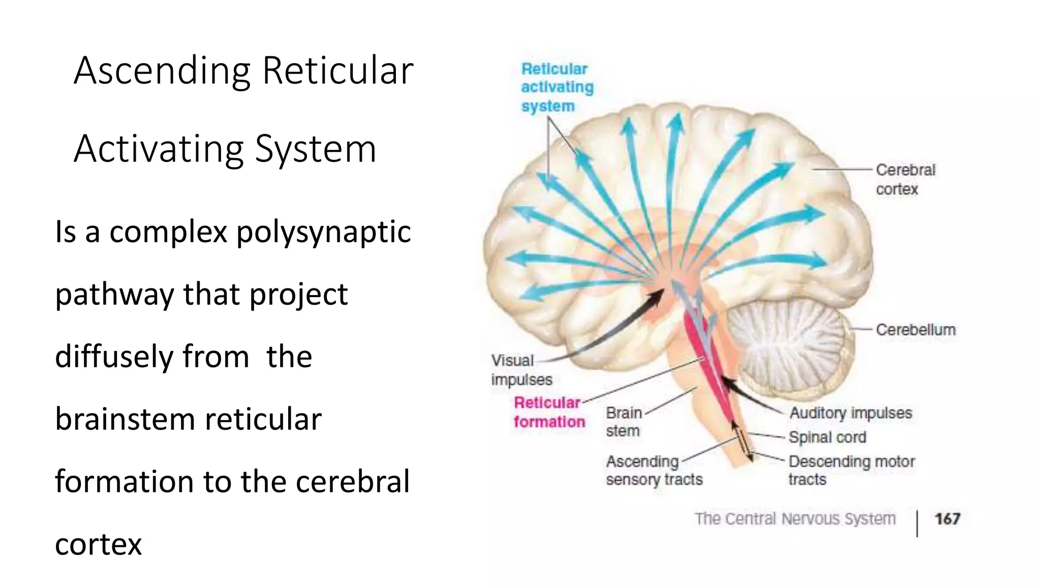 Ascending Reticular
Activating System
Is a complex polysynaptic
pathway that project
diffusely from the
brainstem reticular
formation to the cerebral
cortex
 