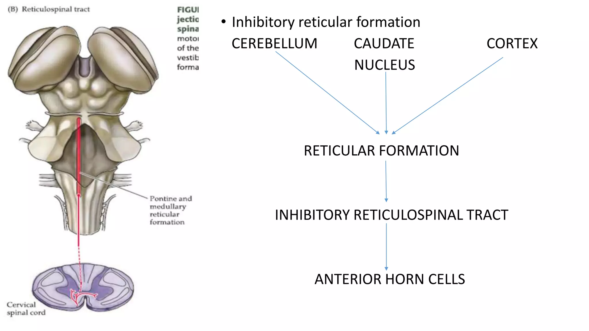 • Inhibitory reticular formation
CEREBELLUM CAUDATE CORTEX
NUCLEUS
RETICULAR FORMATION
INHIBITORY RETICULOSPINAL TRACT
ANTERIOR HORN CELLS
 