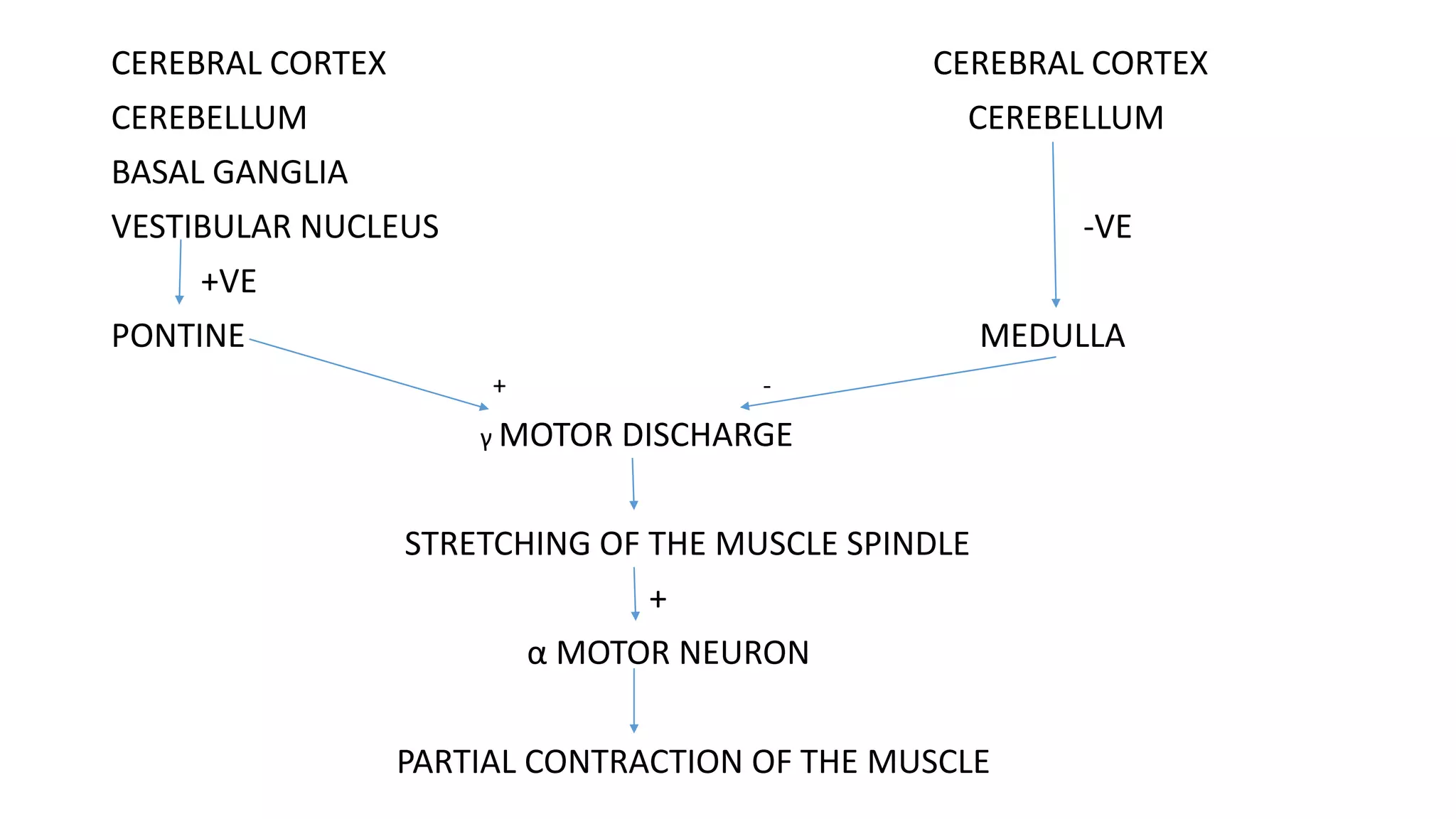CEREBRAL CORTEX CEREBRAL CORTEX
CEREBELLUM CEREBELLUM
BASAL GANGLIA
VESTIBULAR NUCLEUS -VE
+VE
PONTINE MEDULLA
+ -
γ MOTOR DISCHARGE
STRETCHING OF THE MUSCLE SPINDLE
+
α MOTOR NEURON
PARTIAL CONTRACTION OF THE MUSCLE
 