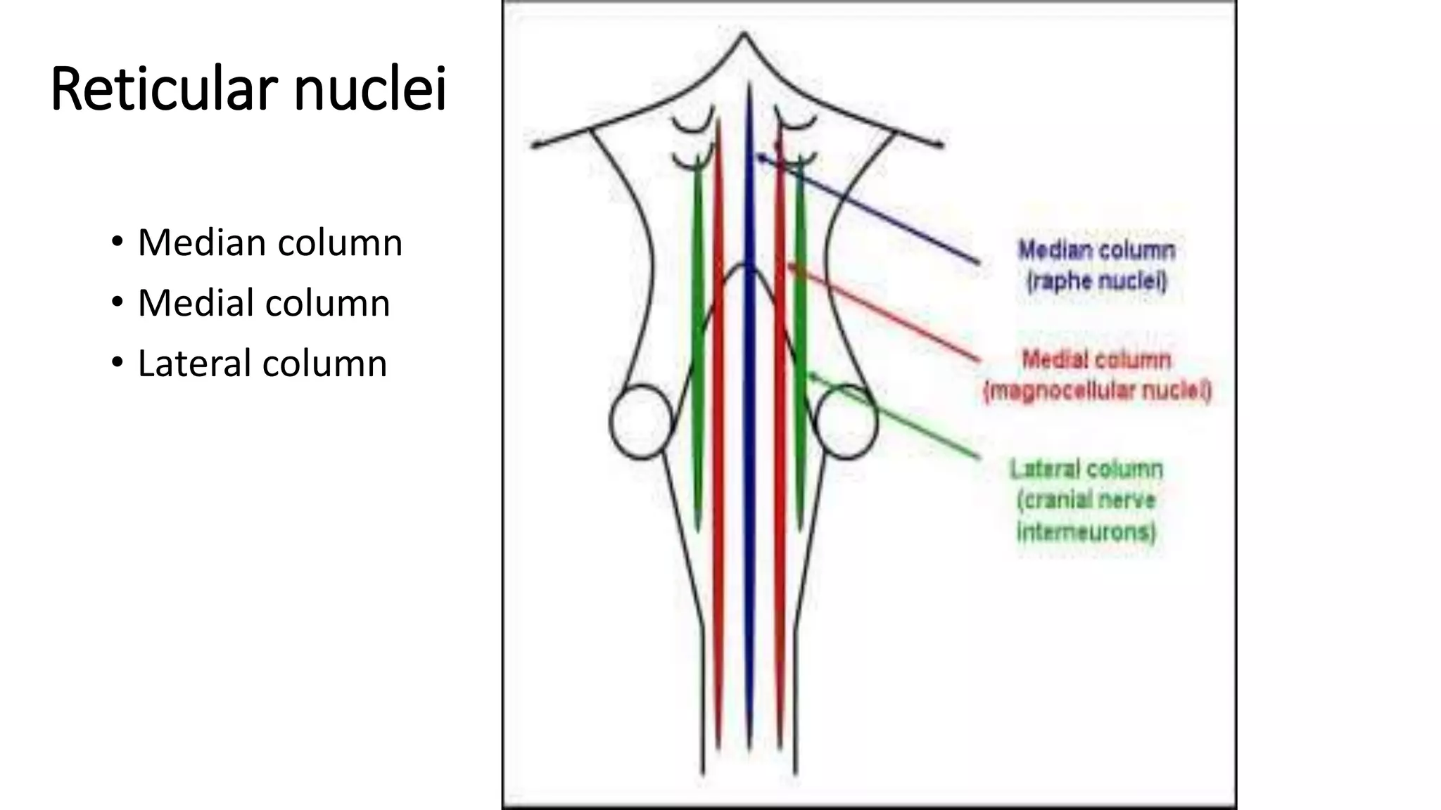 Reticular nuclei
• Median column
• Medial column
• Lateral column
 