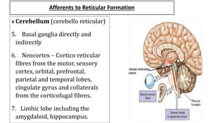 Afferents to Reticular Formation
4 Cerebellum (cerebello reticular)
5. Basal ganglia directly and
indirectly
6. Neocortex – Cortico reticular
fibres from the motor, sensory
cortex, orbital, prefrontal,
parietal and temporal lobes,
cingulate gyrus and collaterals
from the corticofugal fibres.
7. Limbic lobe including the
amygdaloid, hippocampus.
 