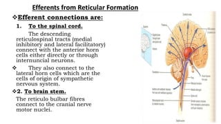 Efferents from Reticular Formation
Efferent connections are:
1. To the spinal cord.
The descending
reticulospinal tracts (medial
inhibitory and lateral facilitatory)
connect with the anterior horn
cells either directly or through
internuncial neurons.
 They also connect to the
lateral horn cells which are the
cells of origin of sympathetic
nervous system.
2. To brain stem.
The reticulo bulbar fibres
connect to the cranial nerve
motor nuclei.
 