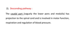 2). Descending pathway :
The caudal part (vaguely the lower pons and medulla) has
projection to the spinal cord and is involved in motor function,
respiration and regulation of blood pressure.
 