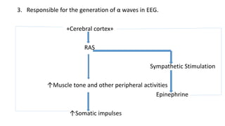 3. Responsible for the generation of α waves in EEG.
+Cerebral cortex+
RAS
Sympathetic Stimulation
↑Muscle tone and other peripheral activities
Epinephrine
↑Somatic impulses
 