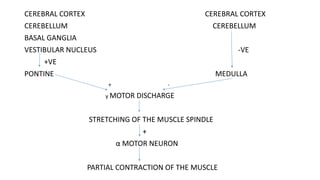 CEREBRAL CORTEX CEREBRAL CORTEX
CEREBELLUM CEREBELLUM
BASAL GANGLIA
VESTIBULAR NUCLEUS -VE
+VE
PONTINE MEDULLA
+ -
γ MOTOR DISCHARGE
STRETCHING OF THE MUSCLE SPINDLE
+
α MOTOR NEURON
PARTIAL CONTRACTION OF THE MUSCLE
 