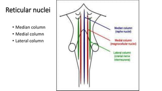 Reticular nuclei
• Median column
• Medial column
• Lateral column
 