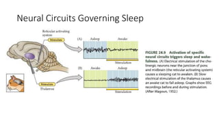 Neural Circuits Governing Sleep
 
