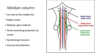 Median column
• Lie next to the middle line
• Raphe nuclei
• Medulla upto midbrain
• Sends ascending projection to
cortex
• Serotonergic neurons
• Arousal and attention
 