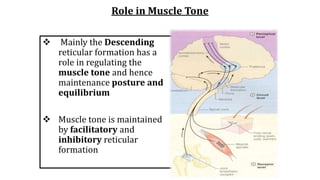 Role in Muscle Tone
 Mainly the Descending
reticular formation has a
role in regulating the
muscle tone and hence
maintenance posture and
equilibrium
 Muscle tone is maintained
by facilitatory and
inhibitory reticular
formation
 