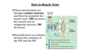 Role in Muscle Tone:
These two divisions act
through γ motor neurons
and there by modulate the
muscle tone. FRF increases
the muscle tone of
antigravity muscles. IRF
decreases.
Normally there is a balance
between the activities of
the FRF and the IRF.
 