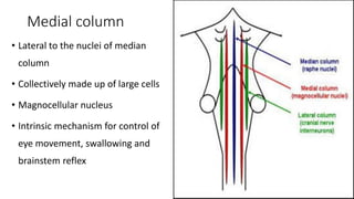 Medial column
• Lateral to the nuclei of median
column
• Collectively made up of large cells
• Magnocellular nucleus
• Intrinsic mechanism for control of
eye movement, swallowing and
brainstem reflex
 