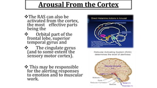 Arousal From the Cortex
The RAS can also be
activated from the cortex,
the most effective parts
being the
 Orbital part of the
frontal lobe, superior
temporal gyrus and
 The cingulate gyrus
(and to some extent the
sensory motor cortex).
 This may be responsible
for the alerting responses
to emotion and to muscular
work.
 