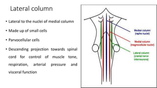 Lateral column
• Lateral to the nuclei of medial column
• Made up of small cells
• Parvocellular cells
• Descending projection towards spinal
cord for control of muscle tone,
respiration, arterial pressure and
visceral function
 