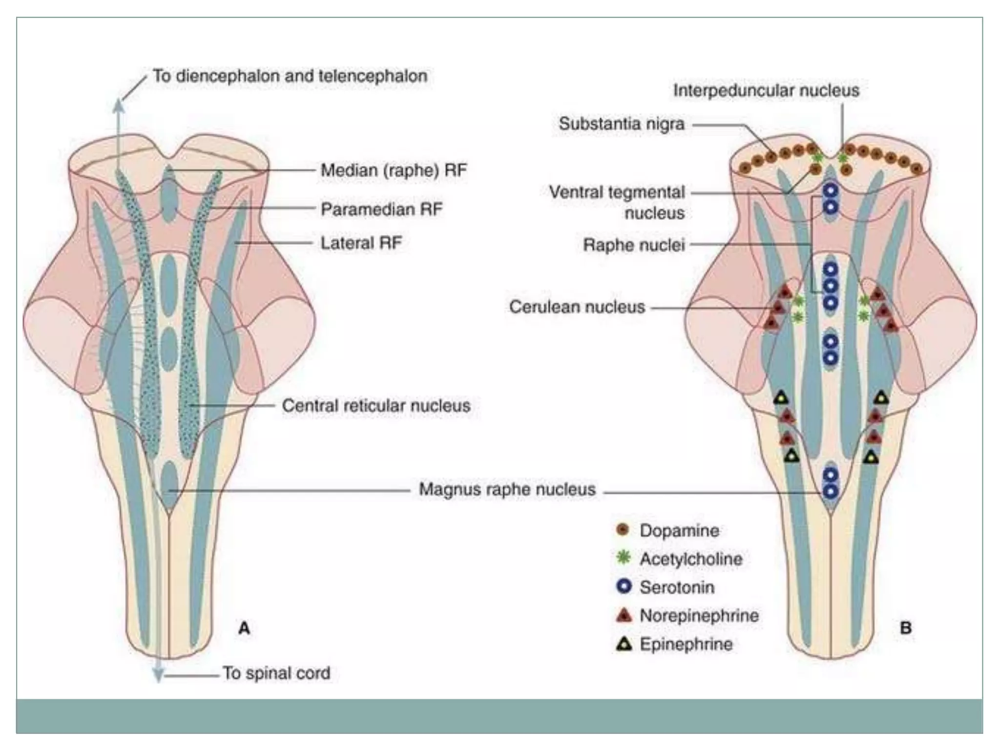 reticular formation.pptx