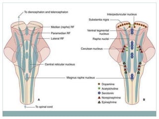 Pars Reticular reticular formation.pptx