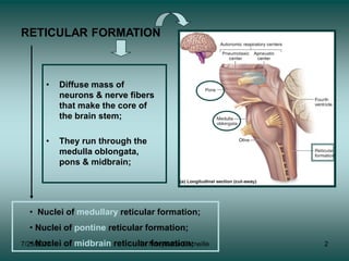 Brain Reticulum Neurophysiology :-Reticular -formations. | PDF
