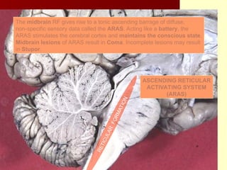 RETICULAR FORMATION.ppt okkkkkkkkkkkkkkkkkk | PPT